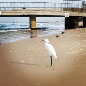 Lovely Apartment Close to the Beach