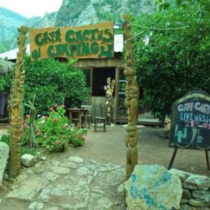 cafe cactus camping