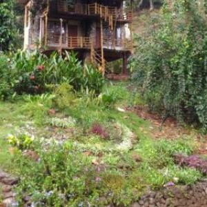 Jungle Tree House Munnar