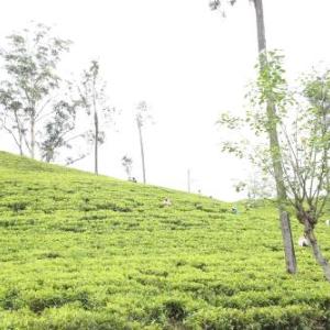 Ella Tea Land View