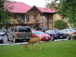 Waterton Park Alberta Hotels - Aspen Village