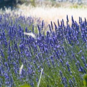 Studio Apartment in Hvar Town with Balcony Air Conditioning Wi-Fi Dishwasher (4858-1)