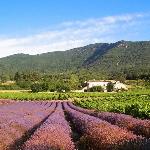 Cottage in a castle between vineyards and lavender