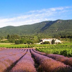 Cottage in a castle between vineyards and lavender