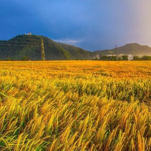 Golden Fields apartment