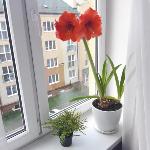 Apartments Maria Kaliningrad