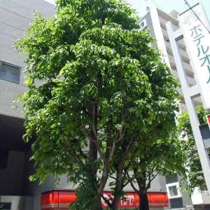 Hotel Oaks Early-Bird Osaka Morinomiya
