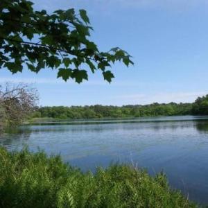 #327 - The Tranquil Bear