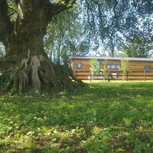 Beech Tree Lodge