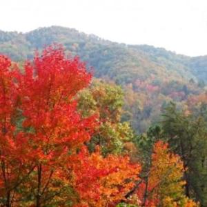 Treetops