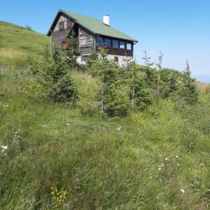 Omorika Kopaonik