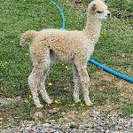 Dartmoor Reach Alpaca Farm