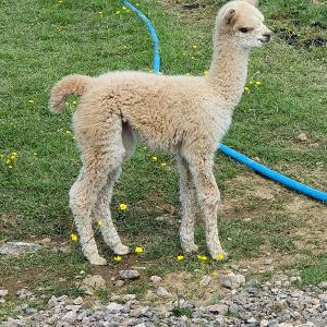 Dartmoor Reach Alpaca Farm