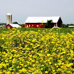 Elmwood Farm B&B