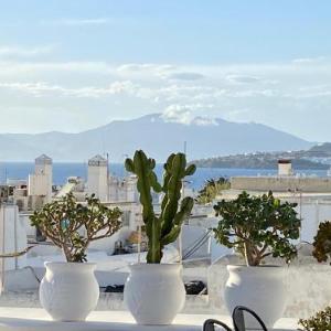 Crystal Green Signature Suites