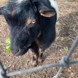 Fancy Goat Boutique and B&B-New Rustic Cabins Nestled on Main