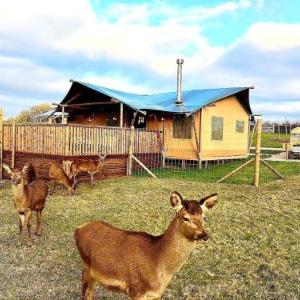 Luxury Safari Lodge surrounded by deer!! 'Roe'