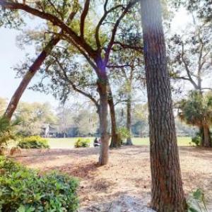3 Water Oak