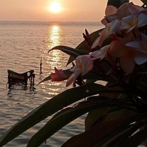 Araliya Lagoon Park Resort