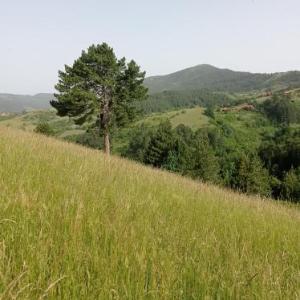 Laki Marjanovic