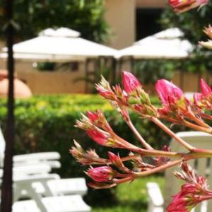 Solemare B&B - Apartments Alghero