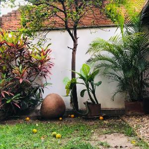 Los Nardos Hostel -pet friendly-