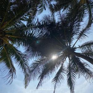 The Calm Palm