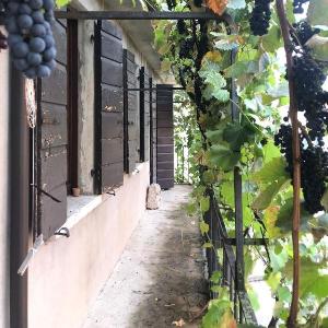 la vigna del Vescovo