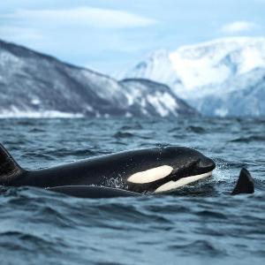 24hrs Northern Lights & Whale Watching Cruise