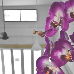 Seedling House