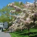 Cape Arundel Inn - Club House