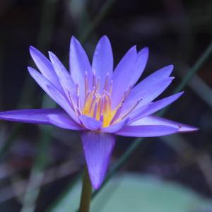 Water Lily Talpe