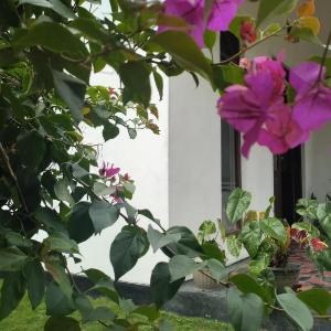 Villa Emerald Ella