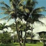 Island Goodes   Luxury Adult Only Accommodation near Hilo