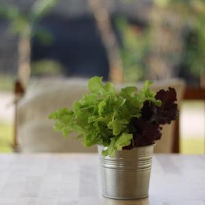 Green Me Organic Farm Stay Khao Yai