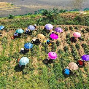 Homestay 484