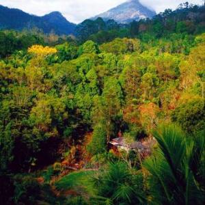 Wollumbin Palms Rainforest Retreat