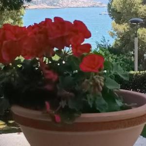 Beach & Flowers Free Parking