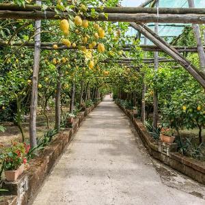 Romantic Garden