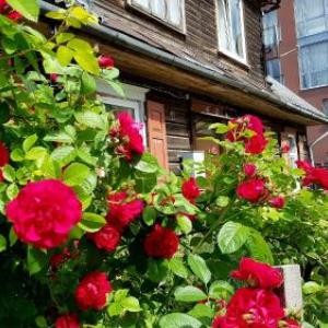 Wooden apartments