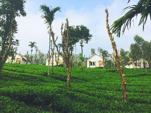 Tea Terrace Vythiri, Kalpetta