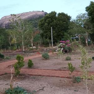 Sigiri Arana Sigiriya