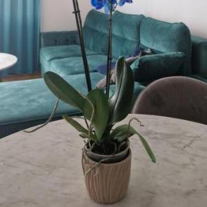 Plava orhideja apartman
