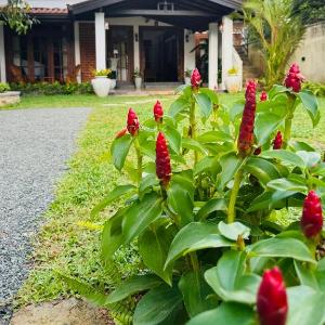 Nivartana Villa and Purana Ayurveda Center