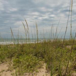 South Padre Island Beach Rentals