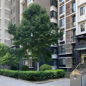Beijing CBD Area Family Apartment