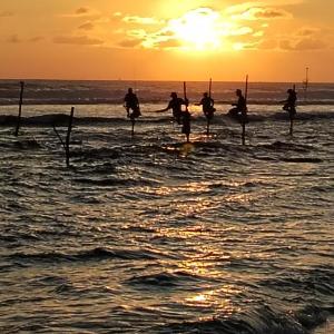 Animal Surf Point