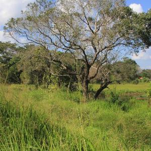 Paddy Field View Lodge Sigiriya