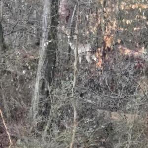 Country living