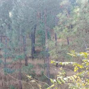 The Heaven Inn Kasauli